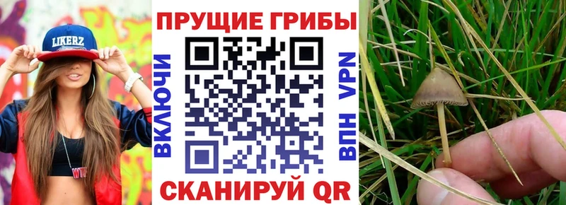 Купить закладки  Гуково  Галлюциногенные грибы мицелий 